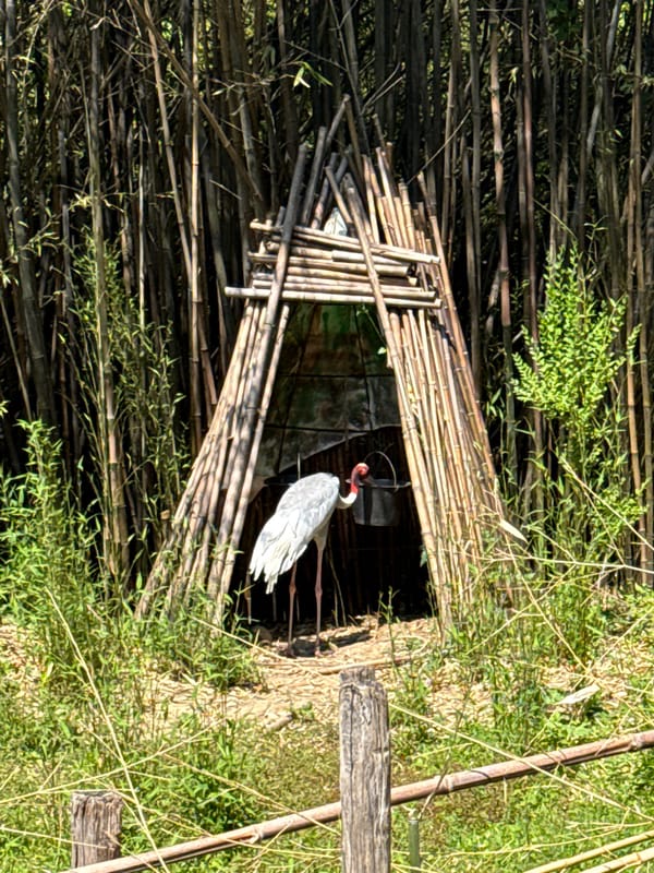 Exotic animals spotted in Bussolengo park setting