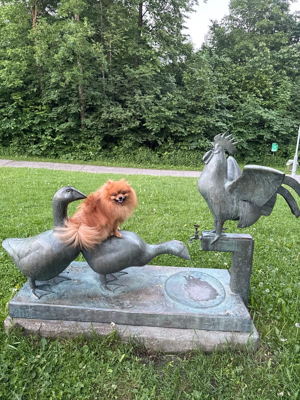 Pomeranian dog plays in Oslo park with sculptures and basketball