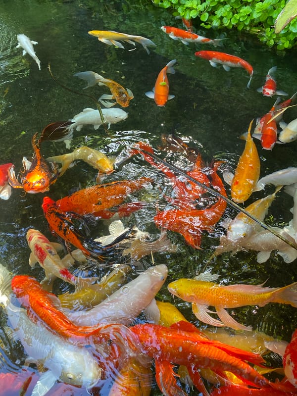 Colorful koi fish gather for feeding in Rawai pond