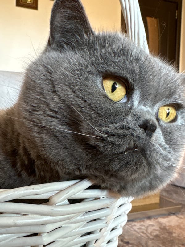 Gray cat rests in wicker basket in Burgas home