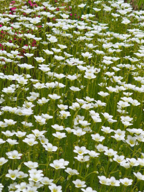 Spring blooms and outdoor activities documented in Steklyannyi, Russia