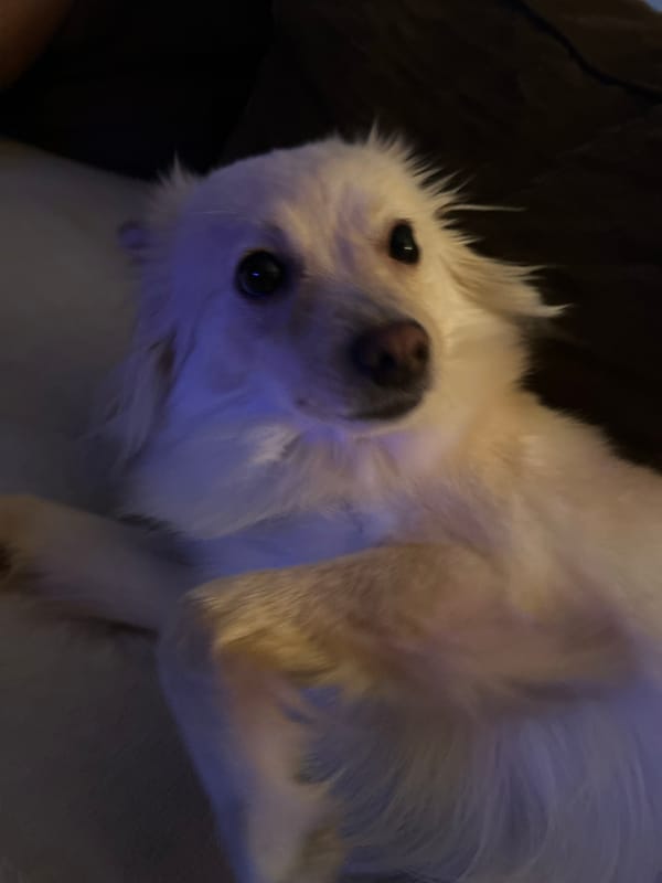 Fluffy dog relaxing on a couch in Sofia, multiple angles