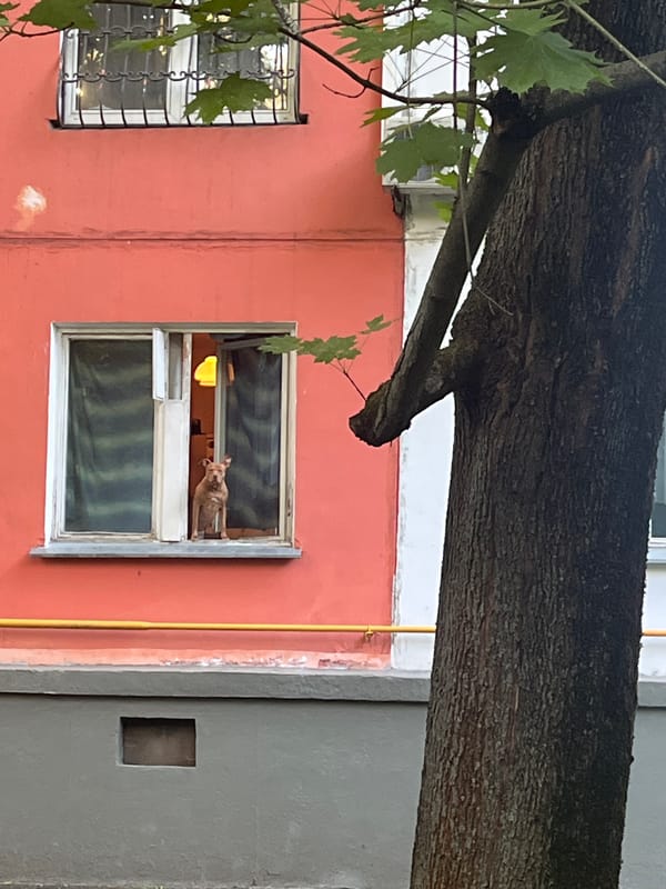 Tree branch overhangs orange-red building facade in Khimki