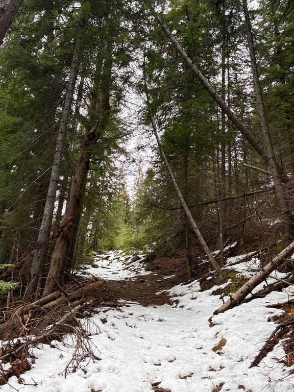 Winter forest documentation near Manastir, Bulgaria shows snowy woodland paths