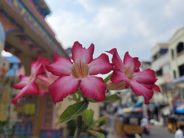 Desert roses bloom amid urban street scene