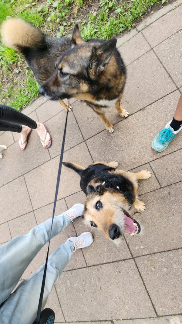 Dog walker spotted on Moscow street Friday morning