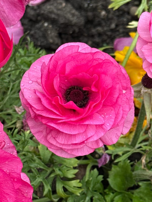 Pink Ranunculus flower photographed in close-up in Sochi