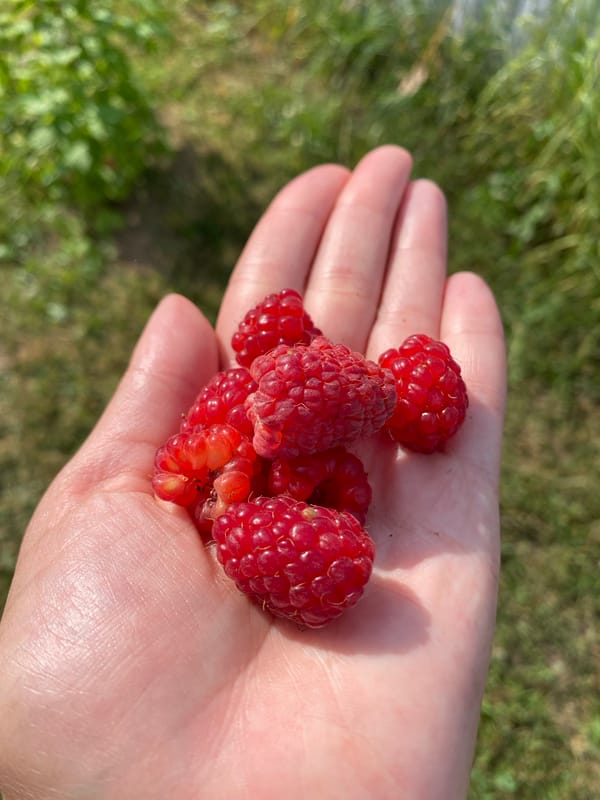 Backyard summer: berries, watered plants, and resting dogs