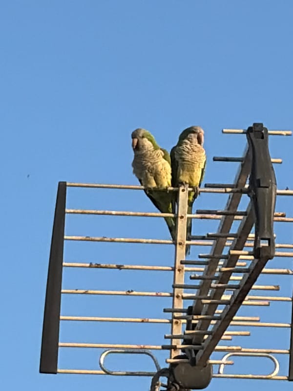Parakeets on antennas, a Pomeranian indoors, Torrevieja afternoon