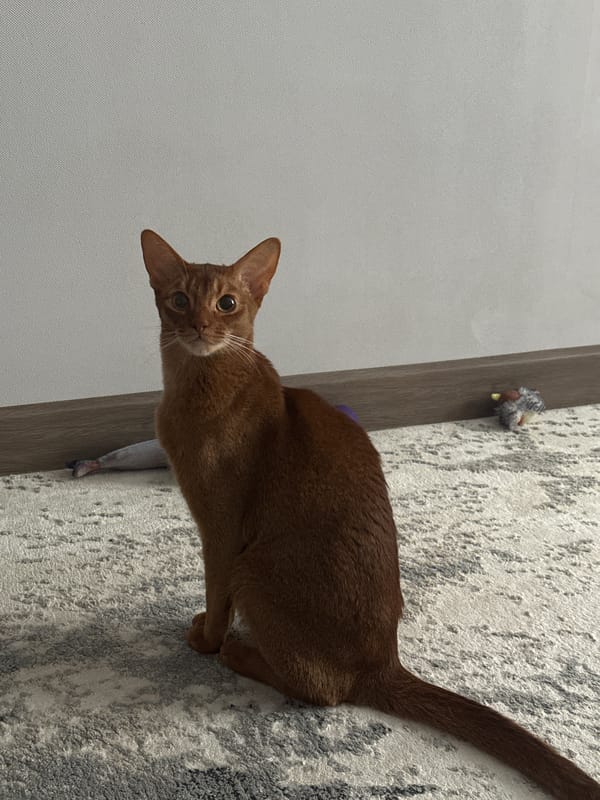 Abyssinian Cat Photographed on Carpet in Kazan Home
