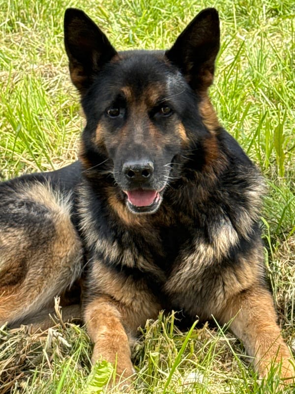 Welder works on fence as German Shepherd rests nearby