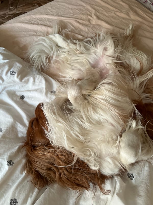 Two spaniels rest on floral bedding in Khimki
