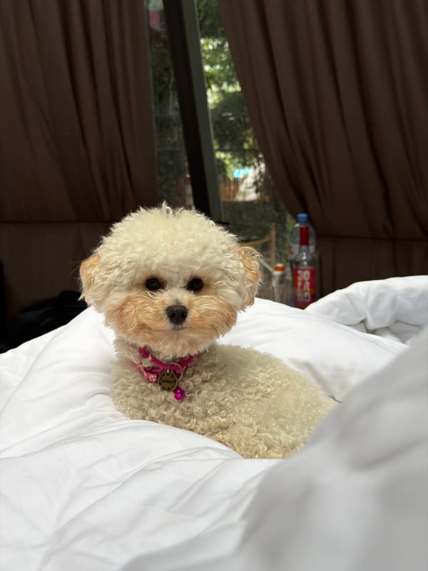 Bichon Frise hangs out in a Krasnaya Polyana hotel room