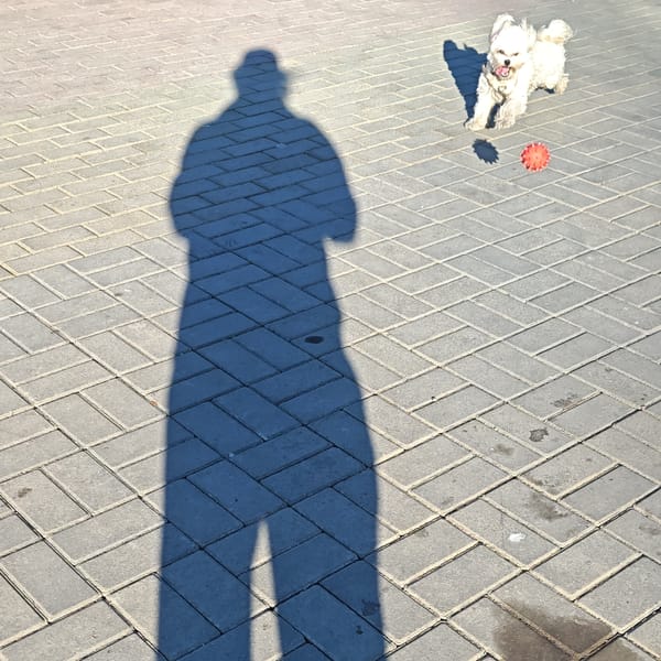 Dog plays with red ball on Rostov street