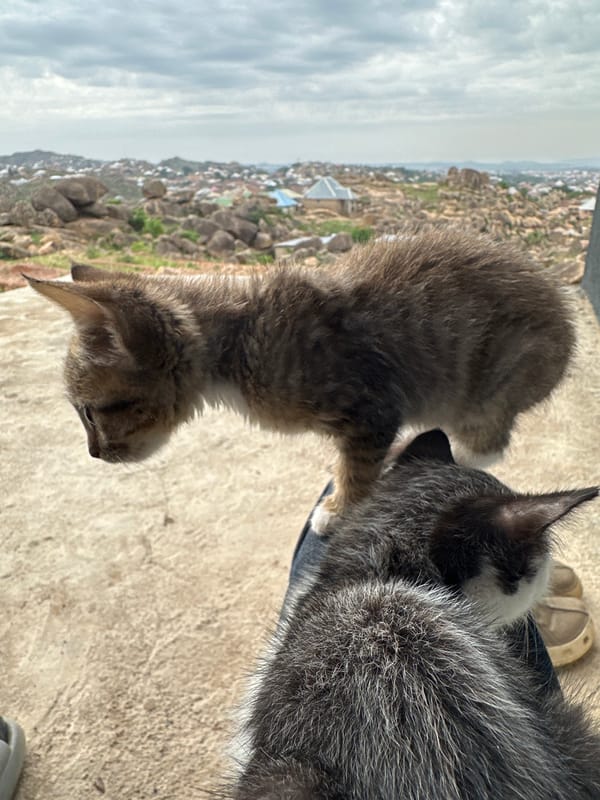 Cats and hillside views documented in Jos, Nigeria settlement