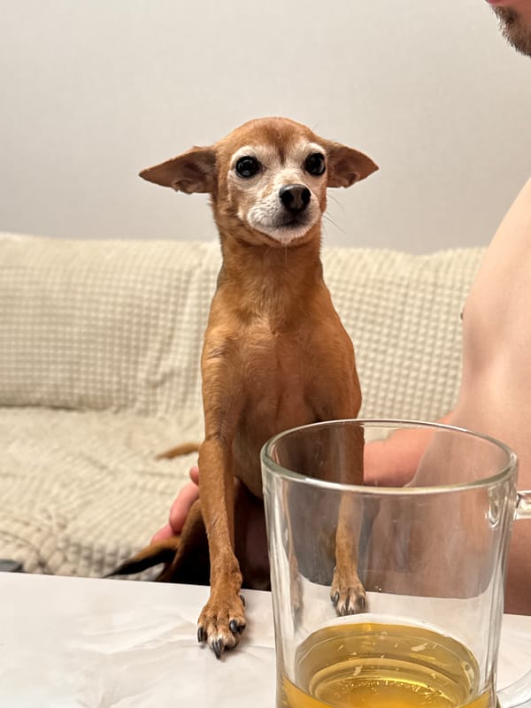 Small tan dog's cozy evening in Vlasikha, Russia