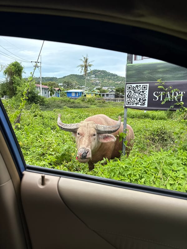 Rare albino water buffalo spotted roadside in Ko Samui