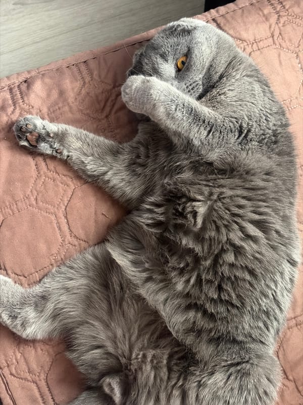 Gray Scottish Fold cat spotted resting in Saint Petersburg home