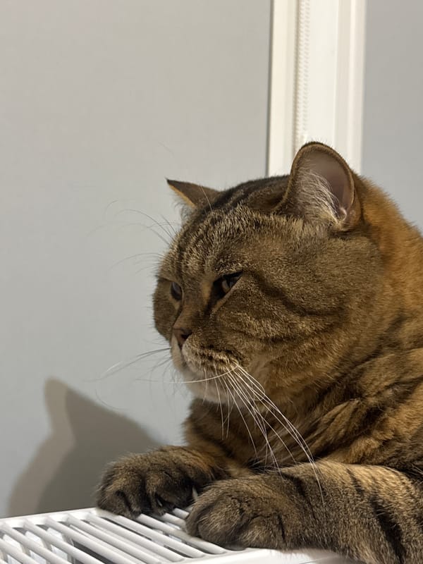 Tabby cat lounging on a white radiator, multiple angles