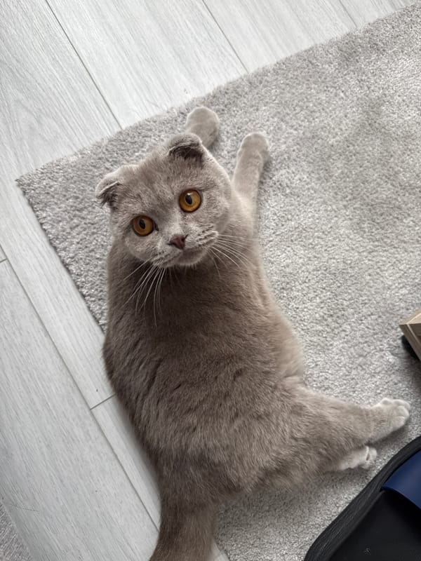 Two Scottish Fold cats rest on rug in Shumen home