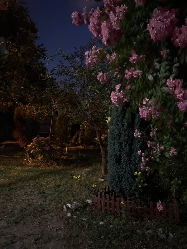 Evening garden photography and indoor moments with flowers and objects