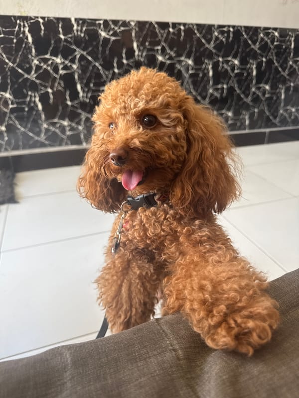 Playful toy poodle stands on hind legs in Nusa Penida