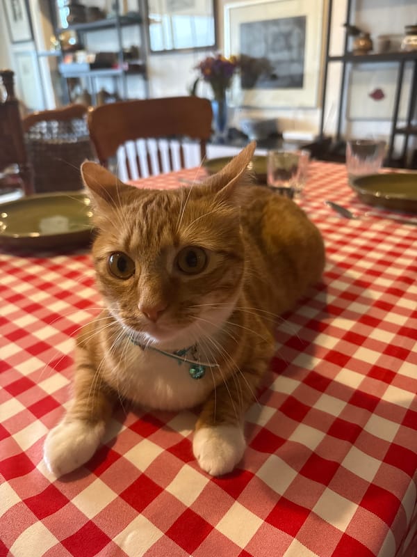 Orange tabby cat spotted resting on checkered tablecloth