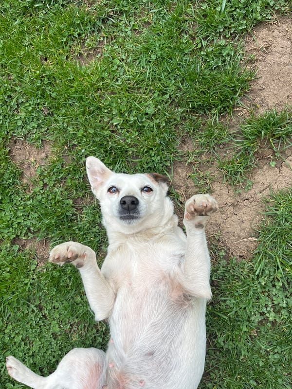 Dog spotted resting in multiple locations in Vladaya, Bulgaria