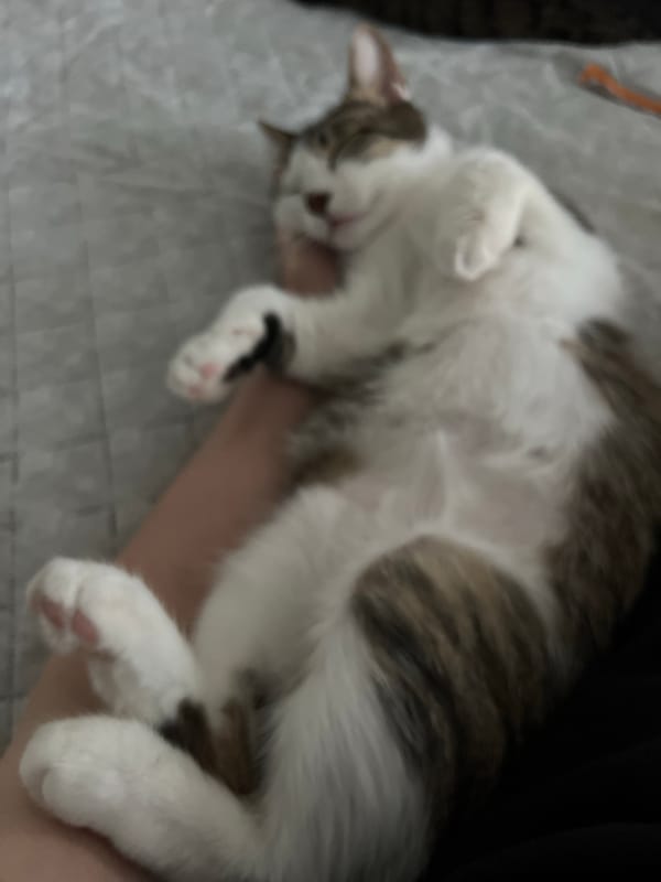 Tabby cat belly-up, totally relaxed, getting some support