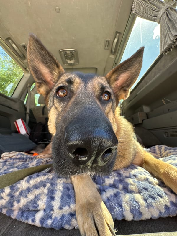 Car repair session with German Shepherd companion in Blagoveshchensk
