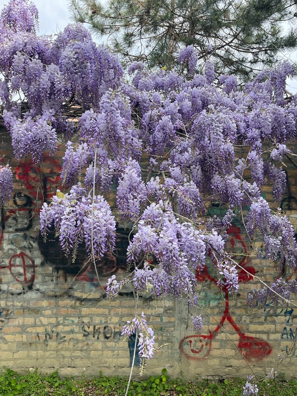 Spring blooms documented in Novi Sad gardens