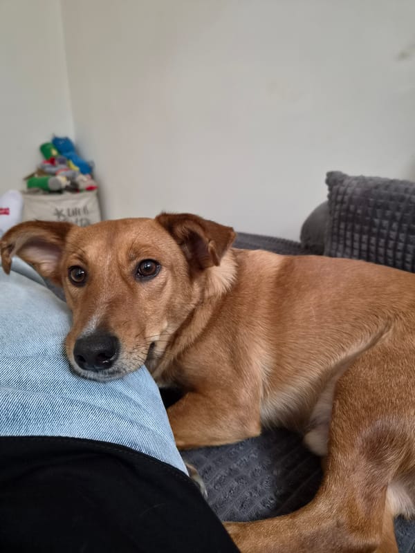 Dog rests on owner's lap in Vienna home