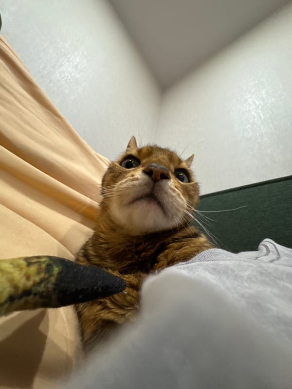 Tabby cat documented resting with toy fish on bedding