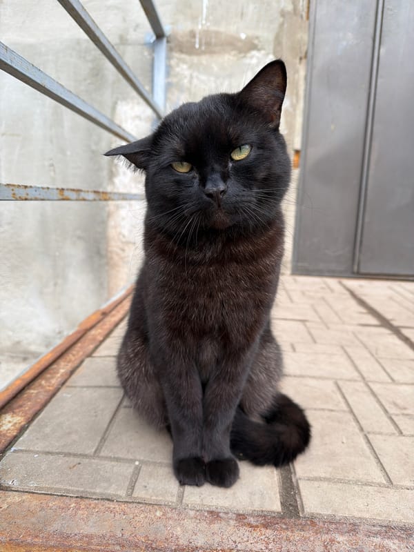 Pet owners document Chihuahua and cat in Votkinsk homes