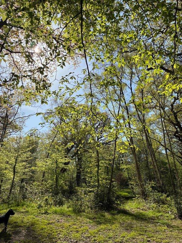 Spring sunlight captured in London wooded area