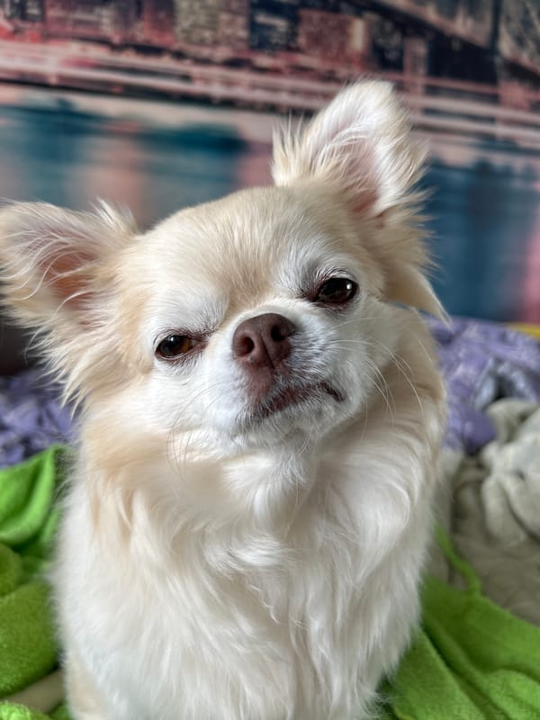 Chihuahua portrait session in Togliatti, one with a green hood