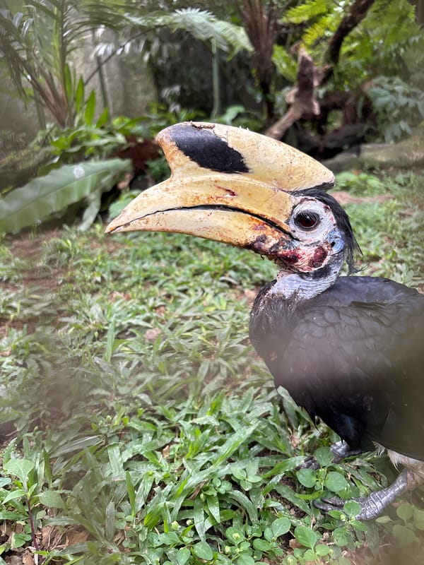 Hornbills and tropical grounds at Bali Bird Park, Baturiti