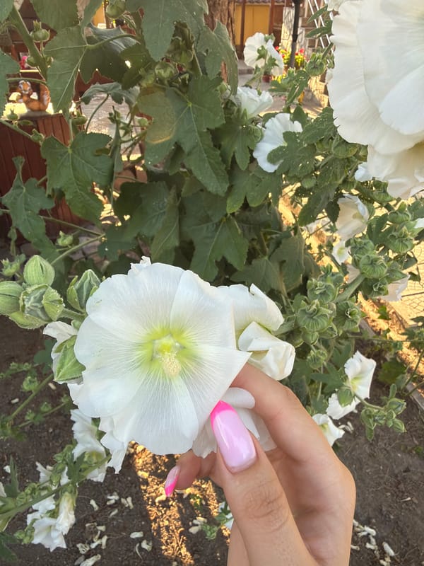 Hollyhocks and dogs in a Bulgarian garden afternoon