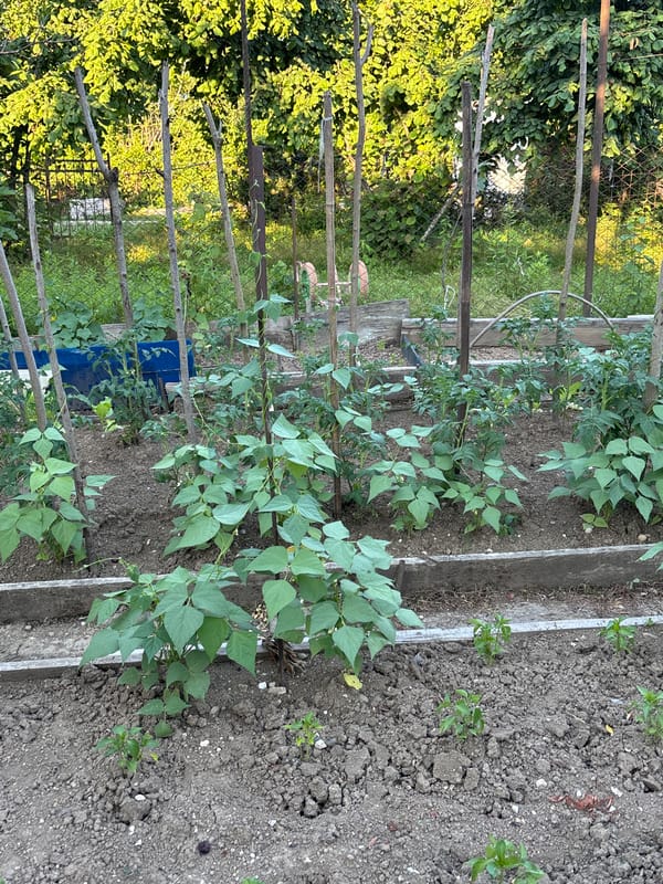 Backyard homestead: gardens, poultry, and a well-stocked kitchen