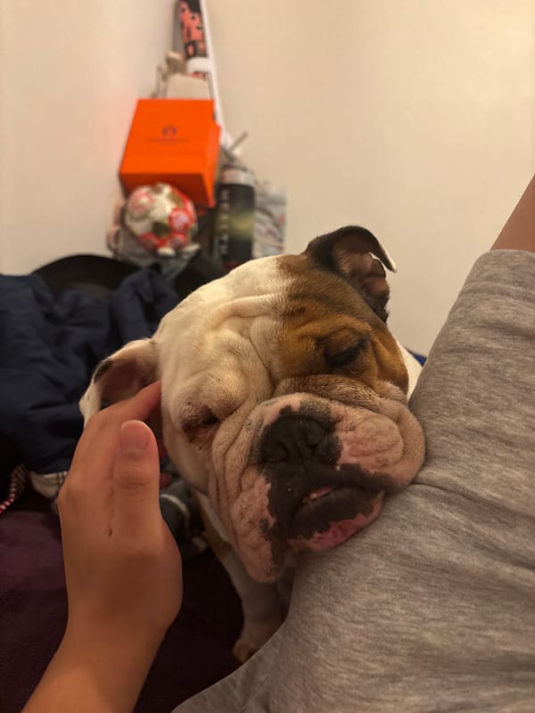 English Bulldog rests peacefully in owner's lap in Mexico City
