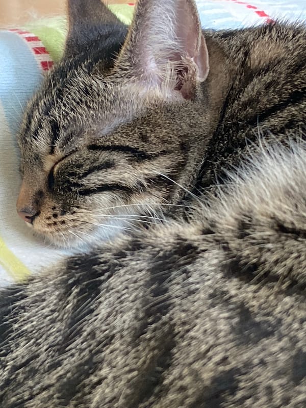 Tabby cat's morning nap session documented in Sofia