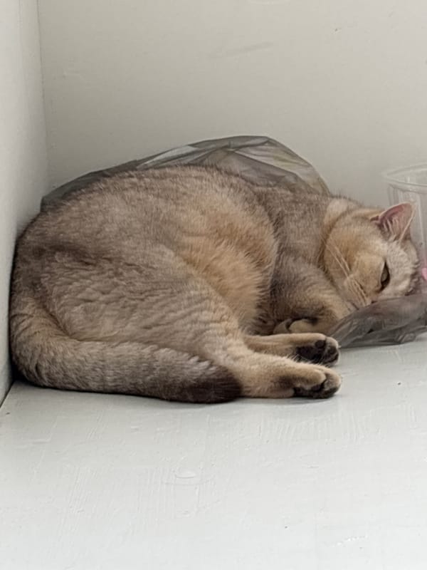 Cat lounging on a countertop, ketchup pouch nearby