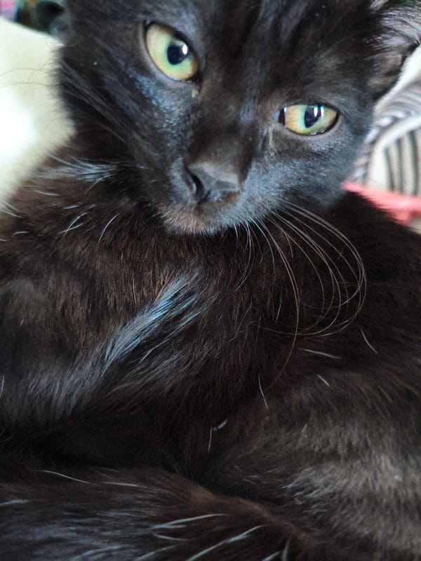 Black cat with green eyes, Karaganda, Kazakhstan