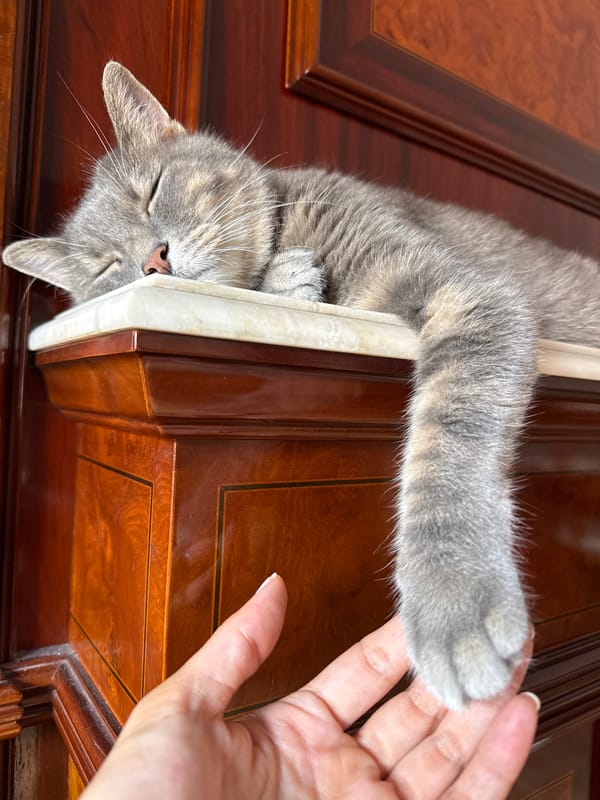 Grey tabby cat doing very little, very comfortably, in Barcelona