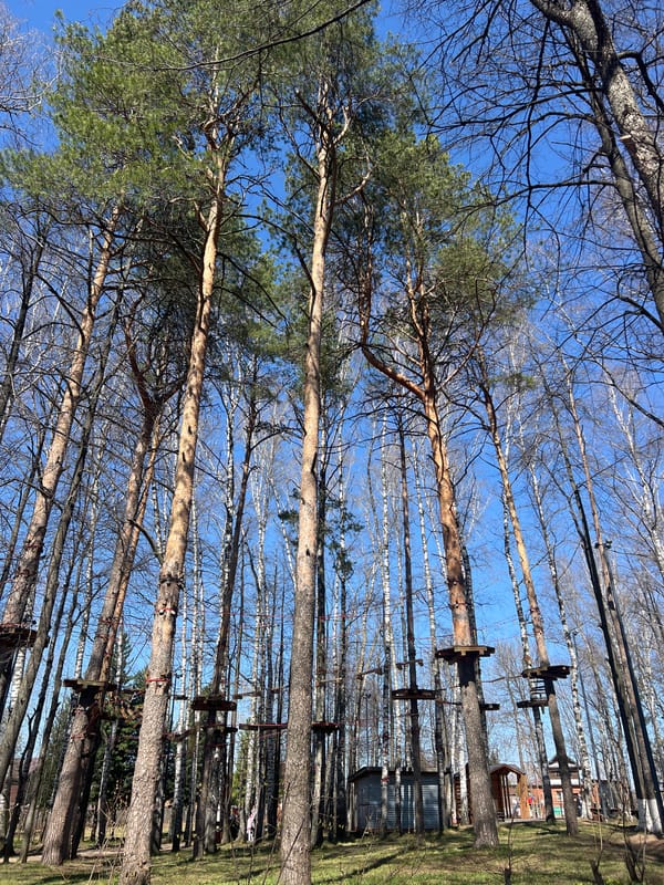 Forest canopy view captured in Votkinsk, Russia morning