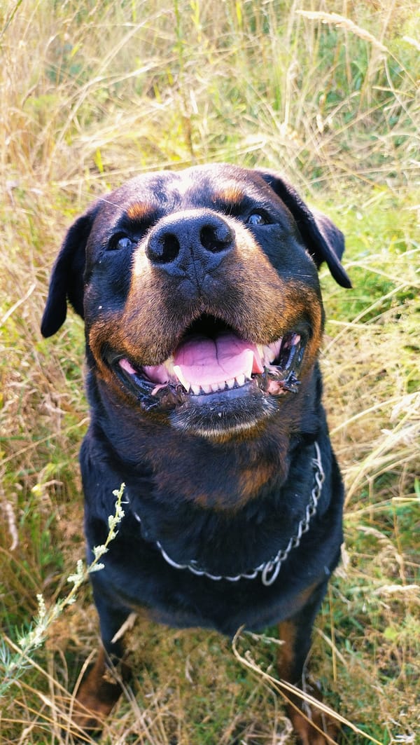 Rottweiler walk through Horishni Plavni parks, wildflowers, and a cat