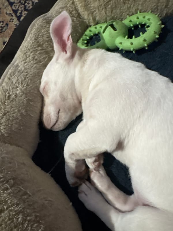 Jack Russell puppy photographed playing and resting in Bansko