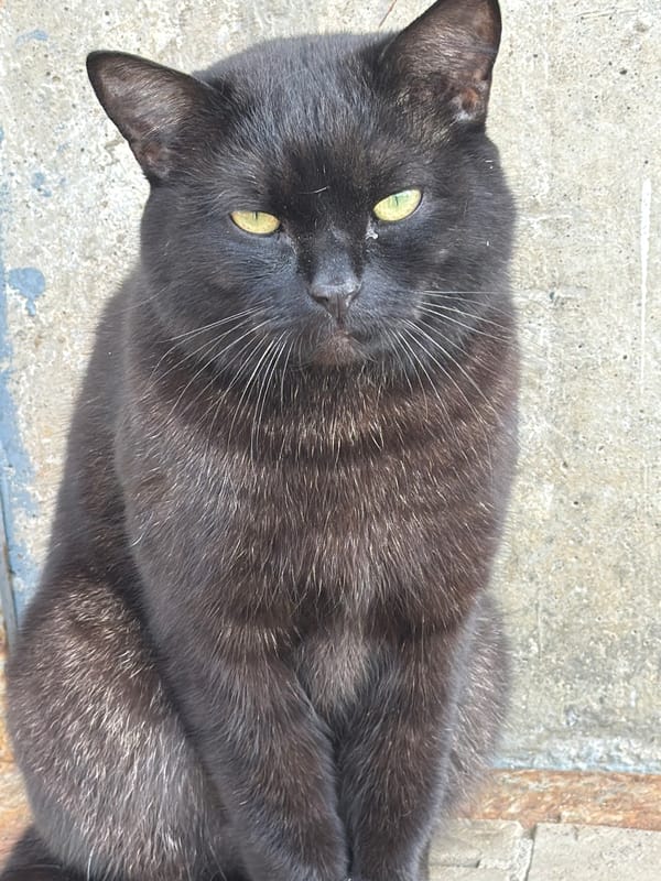 Morning coffee routine with dogs captured in Votkinsk home