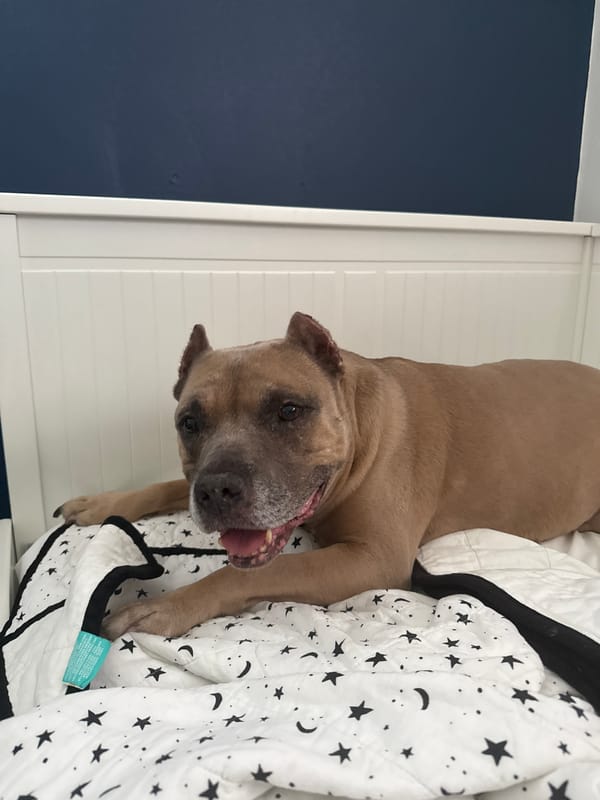 Routine household moments documented in Davie, Florida residence