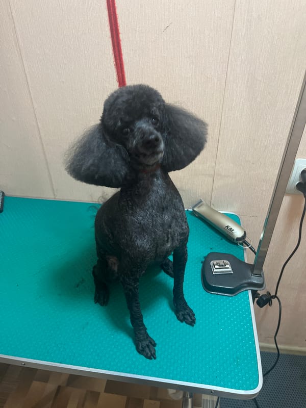 Poodle grooming day and homemade dumplings, same afternoon.